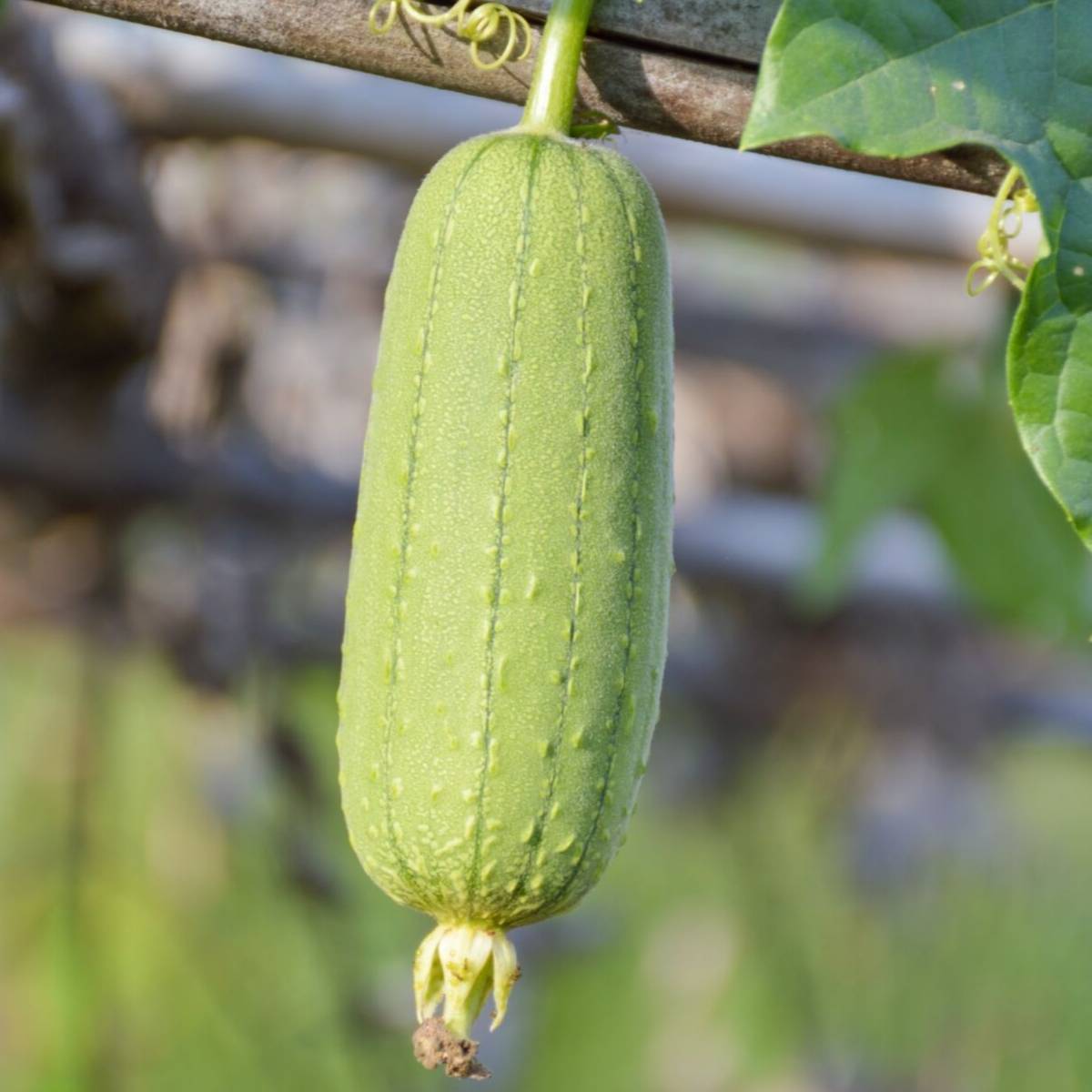 Luffa- Sponge Gourd